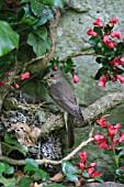 SPOTTED FLYCATCHER