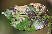 ROSE SLUG SAWFLY LARVA