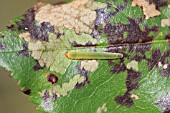 ROSE SLUG SAWFLY LARVA FEEDING ON TOP SURFACE OF ROSE LEAF