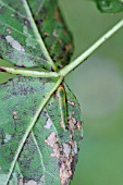 ROSE SLUG SAWFLY  FEEDING ON UNDERSIDE OF ROSE LEAF