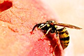 COMMON WASP (VESPULA VULGARIS) ON PEACH