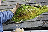 REMOVING MOSS FROM SLATE ROOF