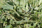 LARGE WHITE BUTTERFLY (Pieris brassicae) CATERPILLARS FEEDING ON BRUSSEL SPROUT LEAVES