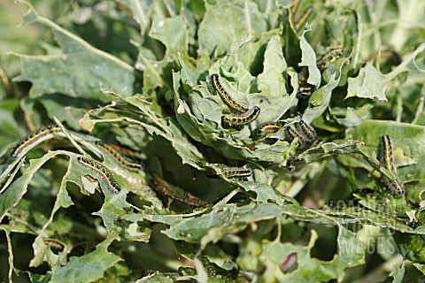LARGE_WHITE_BUTTERFLY_Pieris_brassicae_CATERPILLARS_FEEDING_ON_BRUSSEL_SPROUT_LEAVES