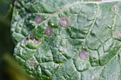 BRASSICA RING SPOT (Mycosphaerella brassicola) ON BRUSSEL SPROUT LEAF