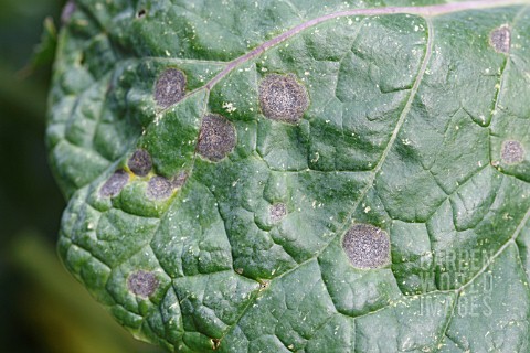 BRASSICA_RING_SPOT_Mycosphaerella_brassicola_ON_BRUSSEL_SPROUT_LEAF