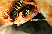 COMMON WASP (VESPULA VULGARIS) ON PEACH