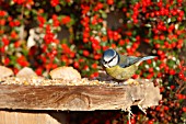 BLUE TIT (Parus caeruleus) FEEDING AT BIRD TABLE