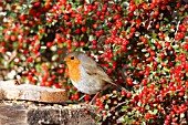 ROBIN (Erithacus rubecula) EATING BREAD AT BIRD TABLE