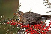 BLACKBIRD (Turdus merula) FEMALE PICKING COTONEASTER BERRIES