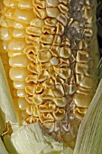 SWEETCORN SHOWING UNDER DEVELOPED KERNALS IN LATE SEASON