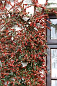 COTONEASTER HORIZONTALIS