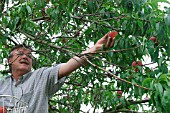 PICKING PEACHES