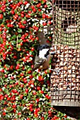 COAL TIT PERCHING ON NUT FEEDER