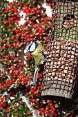 BLUE TIT PERCHING ON NUT FEEDER