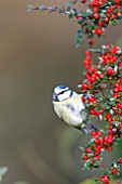 BLUE TIT PERCHING IN COTONEASTER