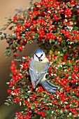 BLUE TIT PERCHING IN COTONEASTER