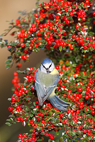 BLUE_TIT_PERCHING_IN_COTONEASTER