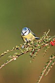BLUE TIT PERCHING ON COTONEASTER BRANCH