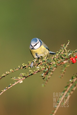 BLUE_TIT_PERCHING_ON_COTONEASTER_BRANCH