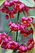 EUONYMUS EUROPAEUS