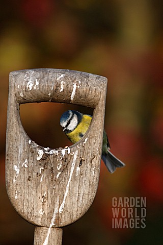 BLUE_TIT_PERCHING_ON_FORK_HANDLE