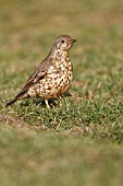 MISTLE THRUSH STANDING ON GRASS