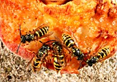 COMMON WASP (VESPULA VULGARIS) EATING PEACH