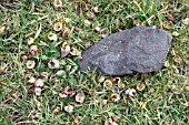 SONG THRUSH (Turdus philomelos) ANVIL SURROUNDED BY BROKEN SNAIL SHELLS