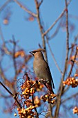 WAXWING PERCHING IN ROWAN TREE