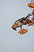 WAXWING PICKING ROWAN BERRIES