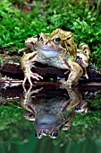 COMMON FROG (RANA TEMPORIA) REFLECTION  AT EDGE OF POND