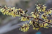 HAMAMELIS X INTERMEDIA PRIMAVERA