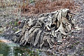 GUNNERA MACULATA, LEAVES PROTECTING GROWING POINT FROM FROST