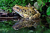 COMMON FROG (RANA TEMPORIA) REFLECTION  AT EDGE OF POND