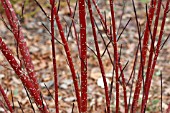 CORNUS ALBA KESSELRINGII