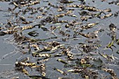 WATER LILY ROOTS ON SURFACE AFTER DREDGING