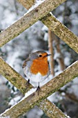 ROBIN PERCHING IN SNOW COVERED LATTICE FENCE