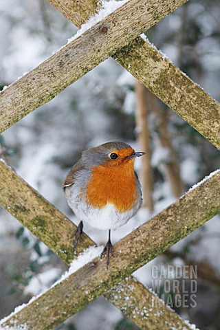 ROBIN_PERCHING_IN_SNOW_COVERED_LATTICE_FENCE