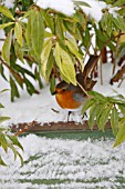 ROBIN  PERCHING IN SNOW COVERED PIERIS BUSH