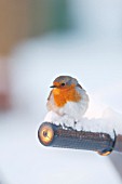 ROBIN PERCHING ON SNOW COVERED WHEELBARROW HANDLE