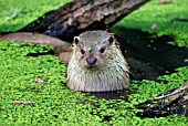LUTRA LUTRA,  OTTER,  IN WATER,  FRONT VIEW