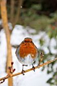 ROBIN  PERCHING ON BRANCH IN SNOW COVERED GARDEN