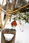 ROBIN  PERCHING ON FORK HANDLE IN SNOW COVERED GARDEN