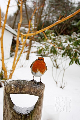 ROBIN__PERCHING_ON_FORK_HANDLE_IN_SNOW_COVERED_GARDEN