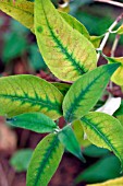 MANGANESE DEFICIENCY IN BUDDLEIA