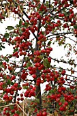 ORNAMENTAL APPLE JOHN DOWNIE