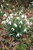 GALANTHUS NIVALIS