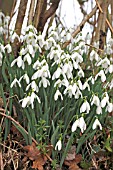GALANTHUS NIVALIS NATURALIZED IN HEDGEROW