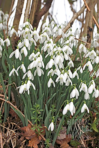 GALANTHUS_NIVALIS_NATURALIZED_IN_HEDGEROW